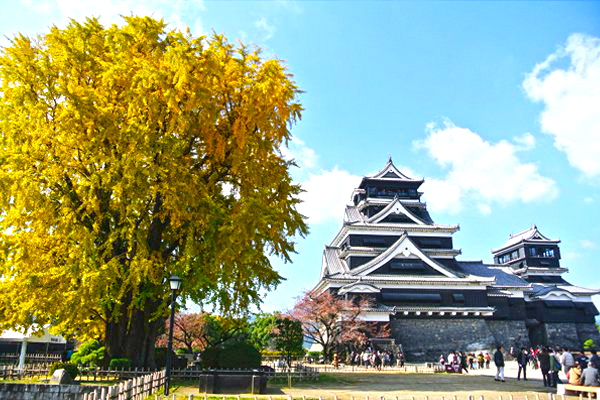 熊本城每到秋季時，都會被銀杏葉染上大片金黃 (圖／kumamoto-icb)