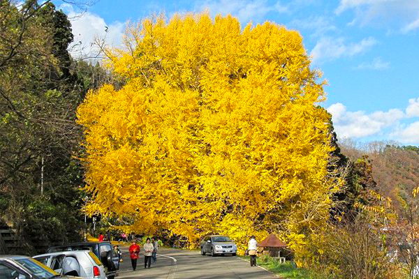北金澤擁有全日本最大的銀杏樹 (圖／AOMORI-MIRYOKU)
