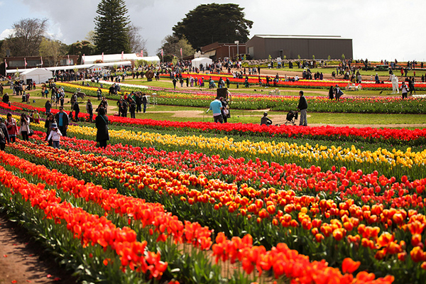 泰斯勒鬱金香節 (圖／Tesselaar Tulip Festival)