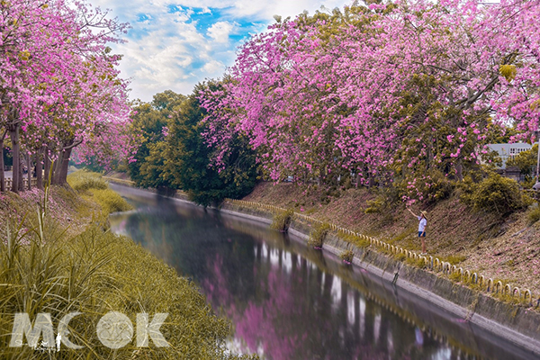 粉紅花海秋冬也有  美人樹河岸宛如日本景點