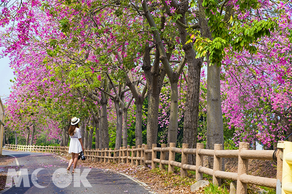 北斗河濱公園，美人樹為高級行道樹 (圖片提供／molly888666)