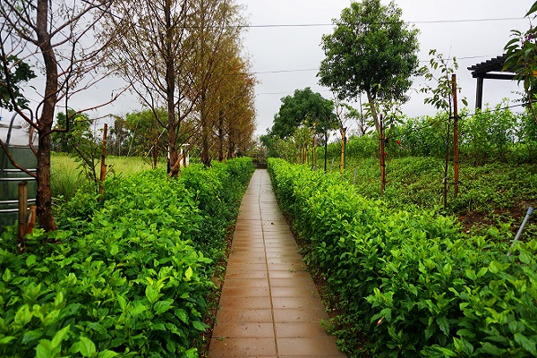 步道周圍種植多種灌木，使步道一片綠意盎然（圖／林口區公所）