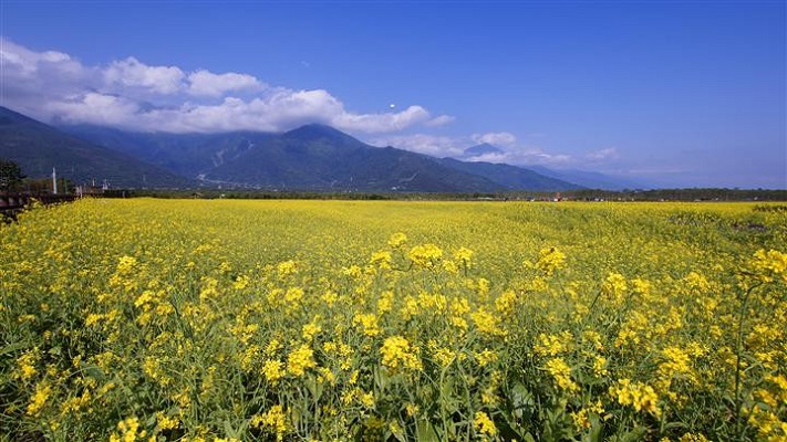 大農大富平地森林園區自然景觀優美秋冬季花海更是令人陶醉（圖／大農大富平地森林園區）