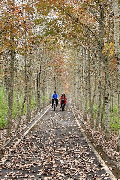 在優美宛如龍貓隧道的森林中騎腳踏車親近自然更是人生一大享受（圖／大農大富平地森林園區）