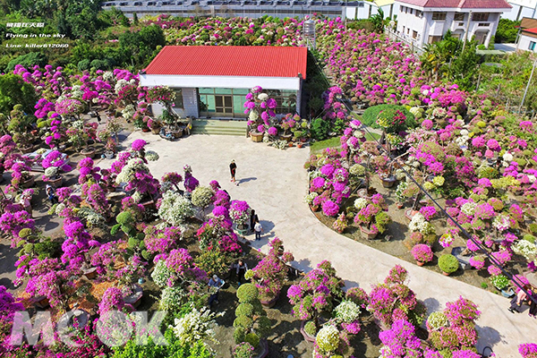 童話世界真實場景  九重葛花海盛開免費參觀