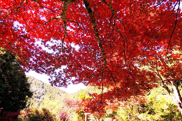 楓葉搶先紅！紅葉夢幻勝地進入賞楓期