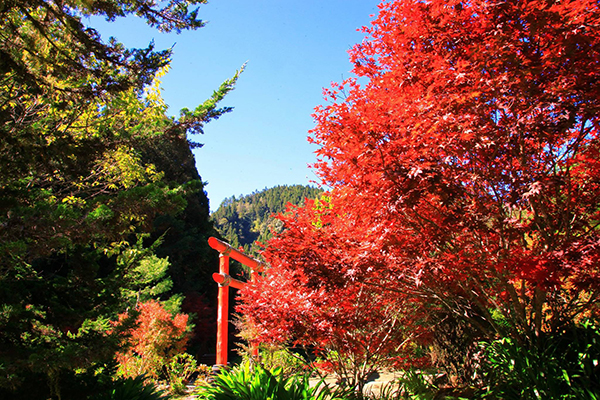 杉林溪火紅楓葉花況 (圖／愛上杉林溪)