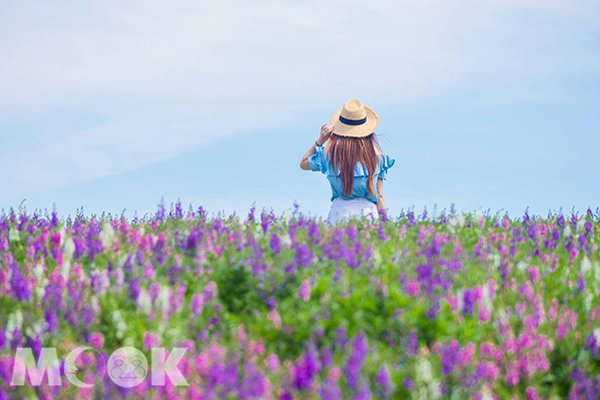 關渡花海第二期 - 天使花 (圖片提供／molly888666)