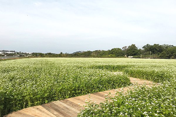 新社花海 (圖／新社花海)