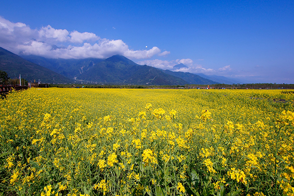 大農大富平地森林園區 (圖／大農大富平地森林園區)