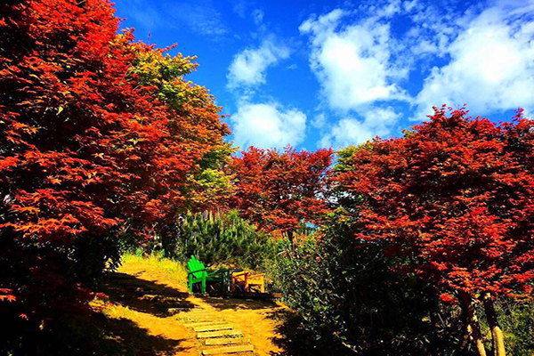 台灣有許多不輸日本的楓葉景點 (圖／台北奧萬大)
