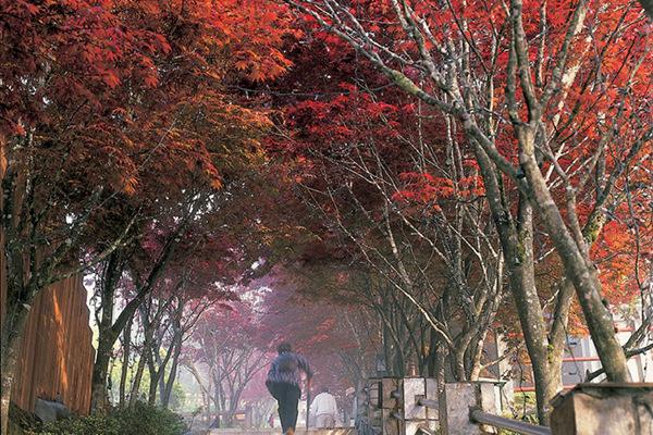 太平山紫葉槭楓紅 (圖／林務局)