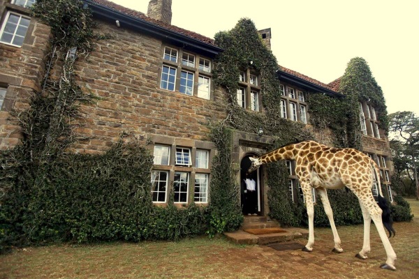 Giraffe Manor是位在肯亞一家隱身在叢林中的酒店 (圖／Giraffe Manor)