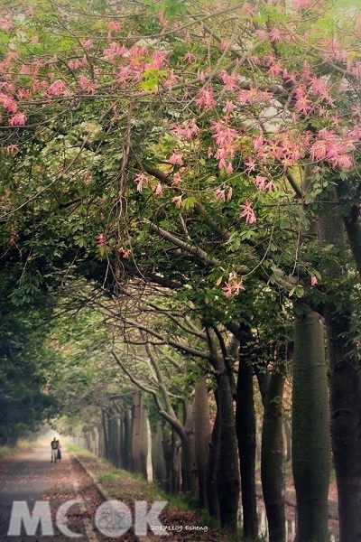 雲林虎尾建成路上，種植滿滿的美人樹，盛開宛如櫻花隧道（圖片提供／夾腳拖先生）