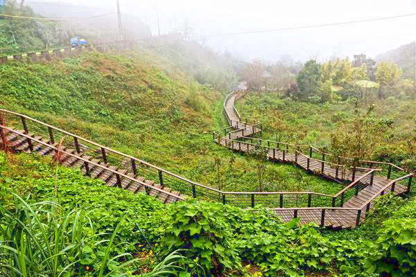 明信片美景都在這  阿里山五大秘境步道