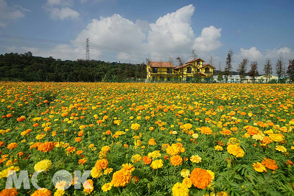 宛如油畫秋冬限定美景   花海小屋黃橙一片遊客搶拍