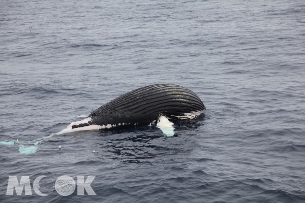 不幸死亡的背脊鯨（humpback Whale）。(圖／耿揚名)