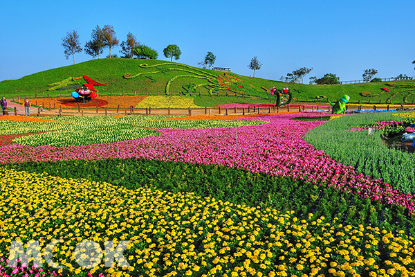 最後一波花海搶先看  台中國際花毯節登場