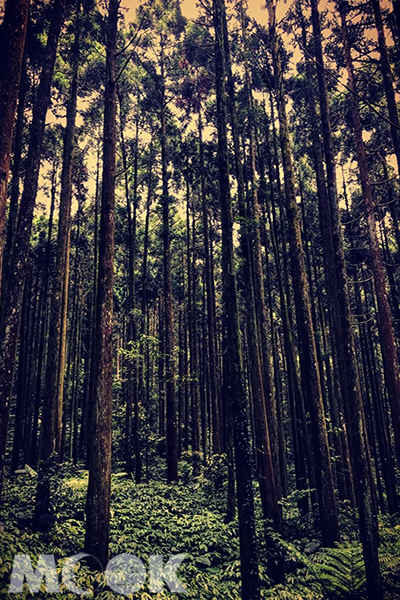 馬武督探索森林 (圖片提供／liyu_su)