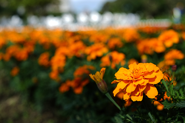 (圖／台北市水利工程處)