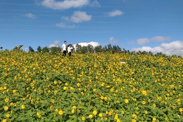 金黃色波斯菊與向日葵綻放，迷人大景吸引許多人前往朝聖拍照（圖／關渡花海節）