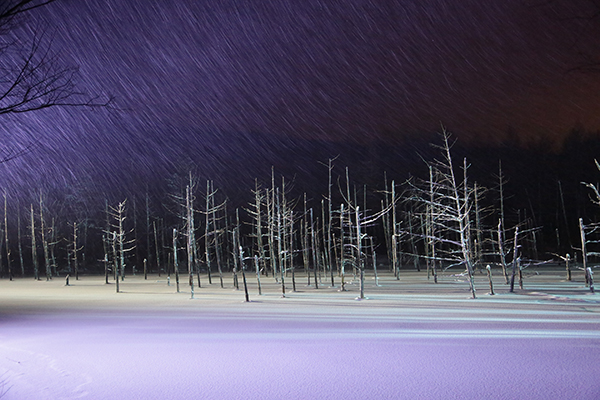 北海道青池為日本冬季必賞的景點之一 (圖片來源／Hokkaido Labo)