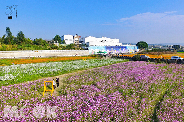 彰化花壇波斯菊花海 (圖片提供／飛翔在天際)