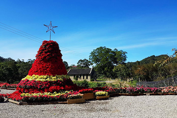 三民山城紅花燈火節以上千株聖誕紅堆疊高達6公尺聖誕樹 (圖／桃園市農業局)