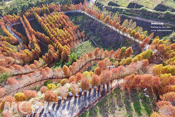 落羽松必拍新秘境  美景宛如水彩染紅山林