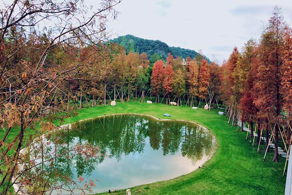 被落羽松林包圍用餐  全台十大歐風景觀餐廳