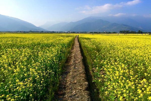 油菜花盛開拍出桌面美景  伯朗大道鋪上金黃花毯