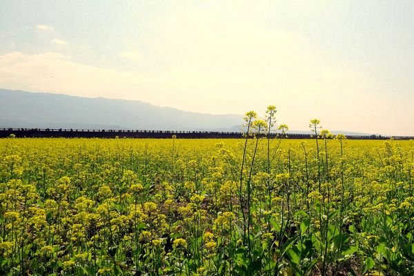 池上油菜花盛開 (圖／台東就醬玩 Amazing Taitung-台東縣觀旅處)