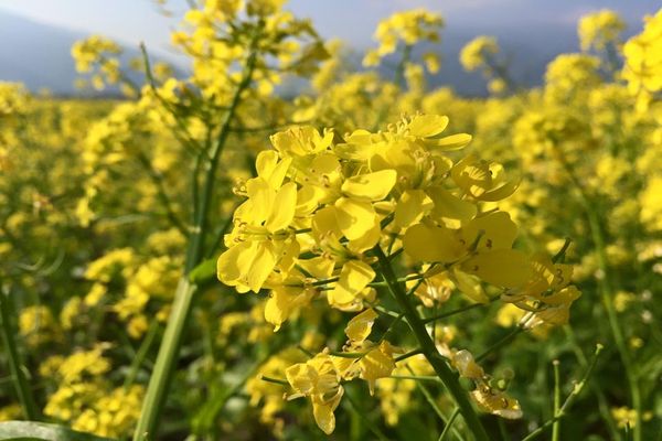 池上油菜花盛開 (圖／台東就醬玩 Amazing Taitung-台東縣觀旅處)