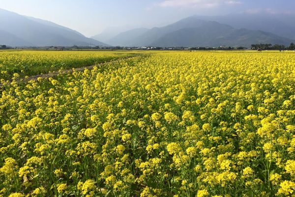 池上油菜花盛開 (圖／台東就醬玩 Amazing Taitung-台東縣觀旅處)