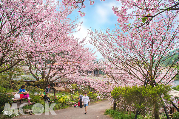 每年2至3月間新北市各區緋紅的櫻花綻放，浪漫景色美不勝收（圖片提供／陳霓霓）
