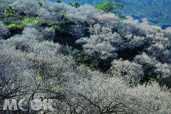 雪白花海覆蓋山林  賞梅私房秘境盛開