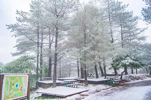 福壽山農場有豐富的林木資源，下雪過後也展現出北國的浪漫風情。