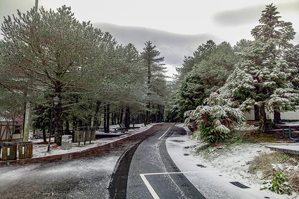 福壽山農場下雪後，山徑馬路也有雪景可賞。