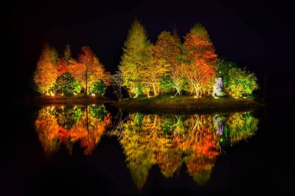 令人意想不到的落羽松秘境  夜間打燈後宛如日本庭園