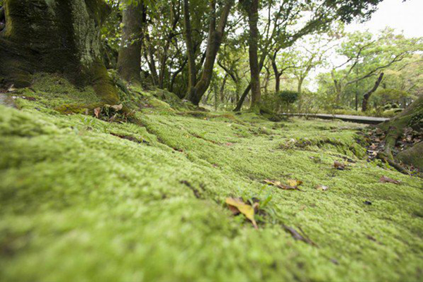 前山公園苔原一隅 (圖／台北市政府)