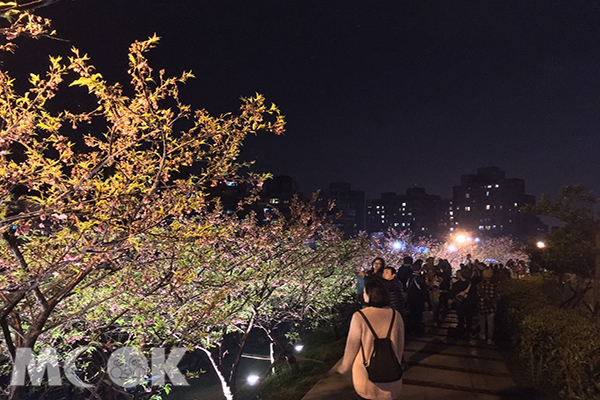 樂活公園夜櫻吸引許多遊客前來賞櫻 (圖片提供／chrisalmighty1234)