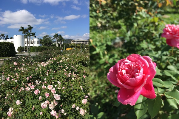 花博公園新生園區的古典玫瑰園種植多種多花型茶玫瑰，一踏入宛如來訪歐洲莊園般美麗（圖／台北市工務局）