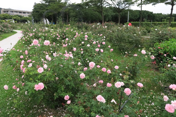 這國內外首座以古典玫瑰為主題的玫瑰花園種植著近500株茶玫瑰，四季皆能開花且具有淡淡茶香，吸引許多遊客拍照（圖／台北市工務局）