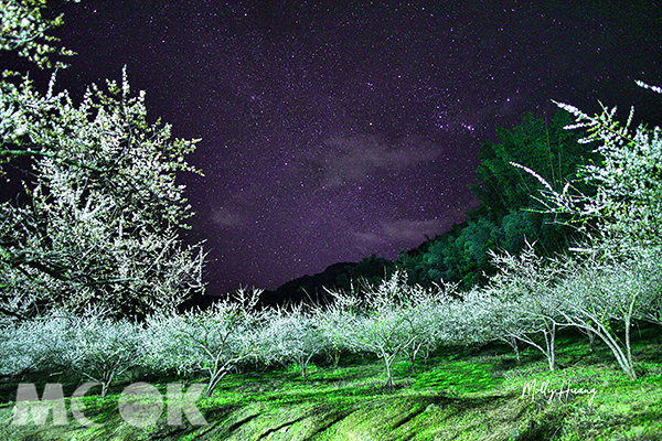 雪白花海夜晚更美麗  秘境梅園賞花新熱點