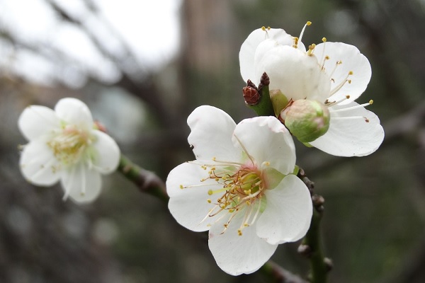 除了南投信義鄉的梅花盛開如雪，台北市多處公園內的梅花也悄悄綻放，十分美麗（圖／台北新花漾）