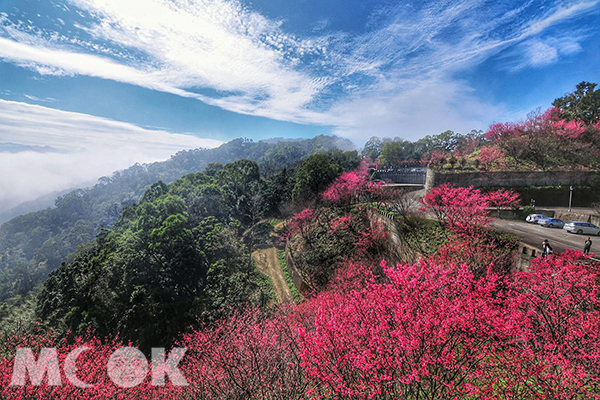 賞櫻勝地櫻花提早報到  雲霧中賞粉紅花海