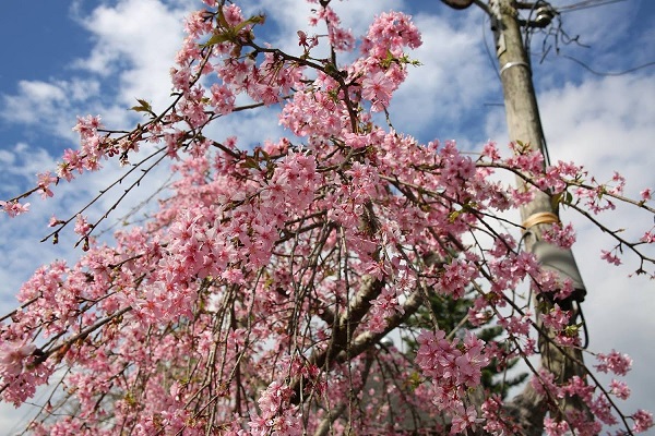 信義鄉櫻花祭1月27日開跑，區內遍植櫻花、桃李，漫步於櫻花小徑中，沉浸美麗的茶鄉風光，令人心曠神怡（圖／樂遊信義鄉）
