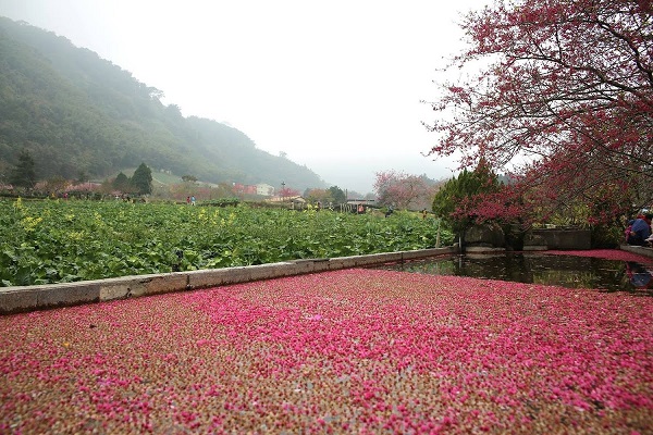粉紅櫻瓣點綴著翠綠茶園、田野風光相伴照應，讓人有放鬆之感，畫面更是令人陶醉（圖／樂遊信義鄉）