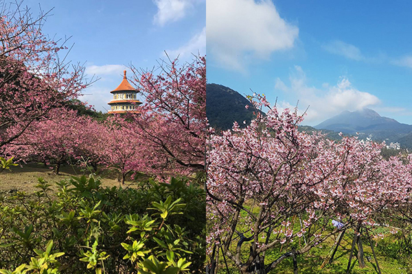 粉紅花海盛開！兩大賞櫻名所提早迎接櫻花季