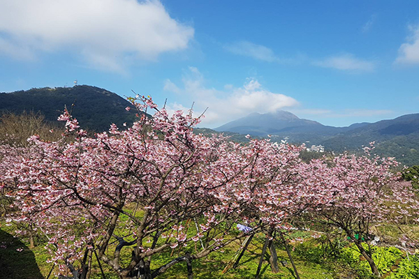 平菁街櫻花盛開 (圖／臺北市政府工務局大地工程處)